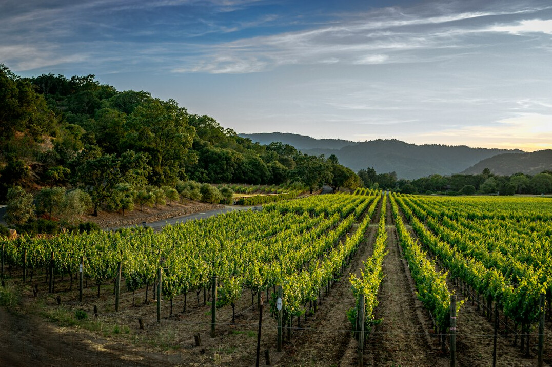 provence vineyard view