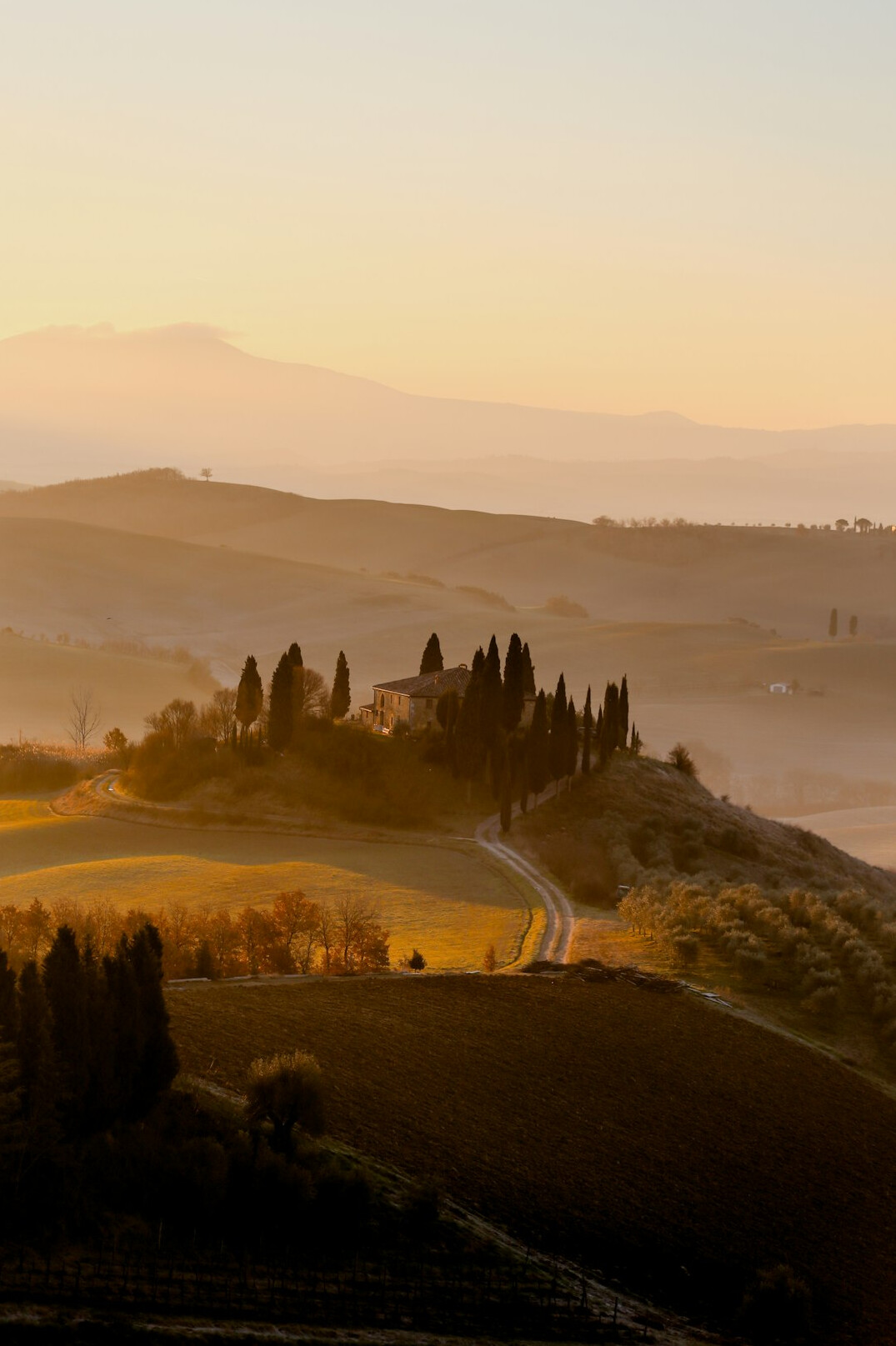 tuscany villa with olive trees